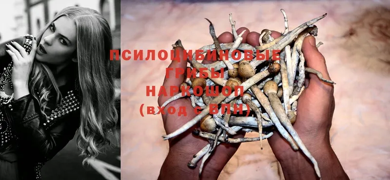 цена   Балтийск  Псилоцибиновые грибы Psilocybe 